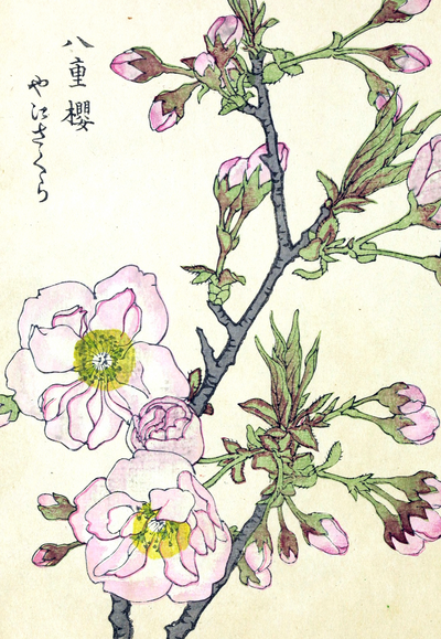 Japanese Flowers