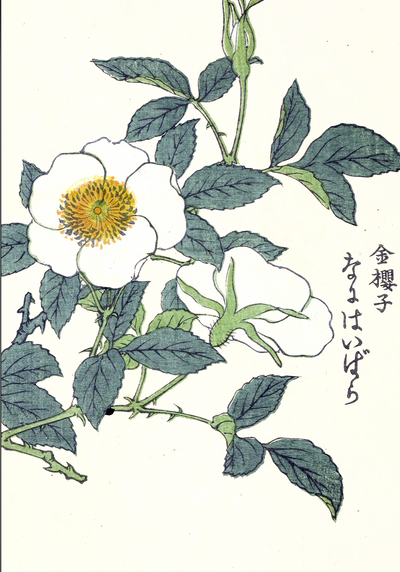 Japanese Flowers