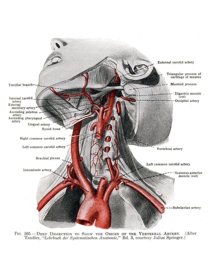 Anatomy Volume 2 | eBook | Shop Illustrated Books, eBooks and Prints