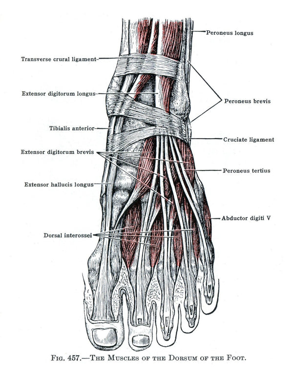 Anatomy Volume 3 | eBook | Shop Illustrated Books, eBooks and Prints