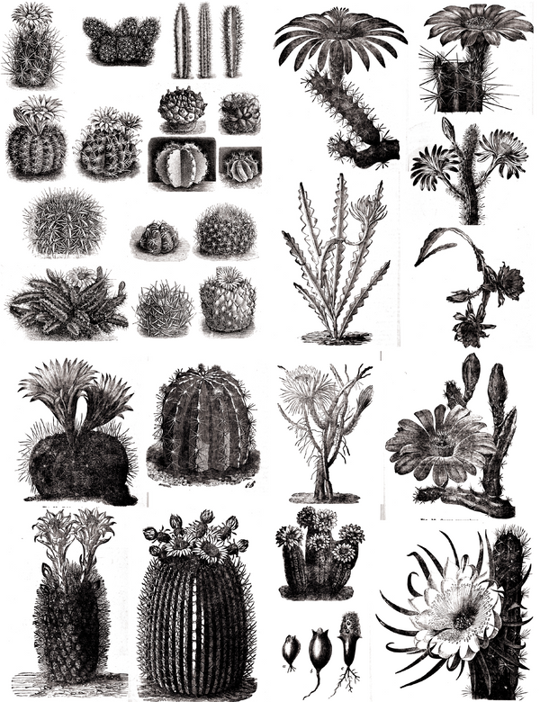 cacti | Shop Illustrated Books, eBooks and Prints