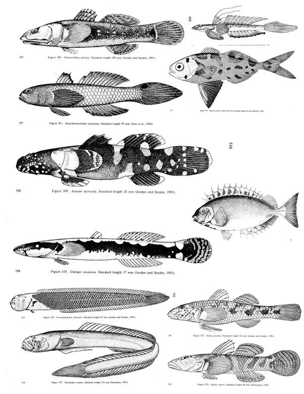 Fish | Shop Illustrated Books, eBooks and Prints