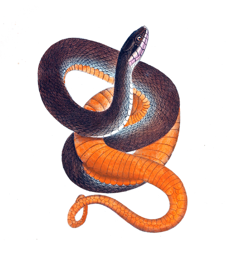 Snakes | Shop Illustrated Books, EBooks And Prints