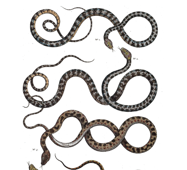 Snakes | Shop Illustrated Books, eBooks and Prints