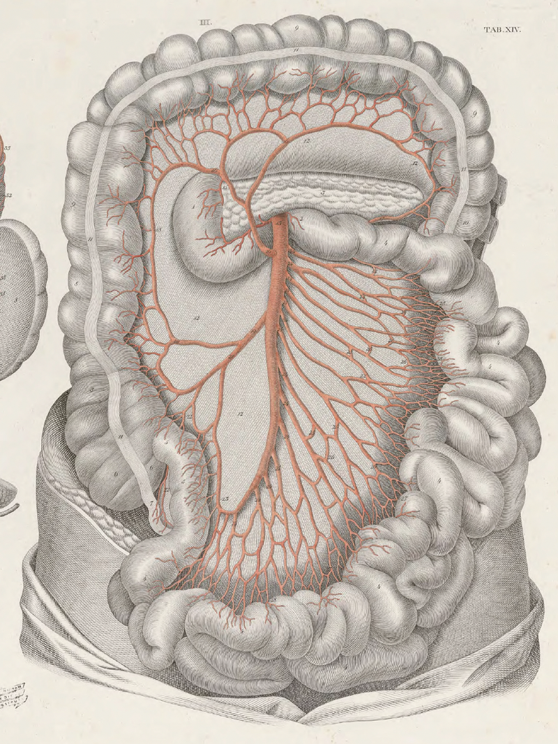 Surgical Anatomy | Shop Illustrated Books, eBooks and Prints